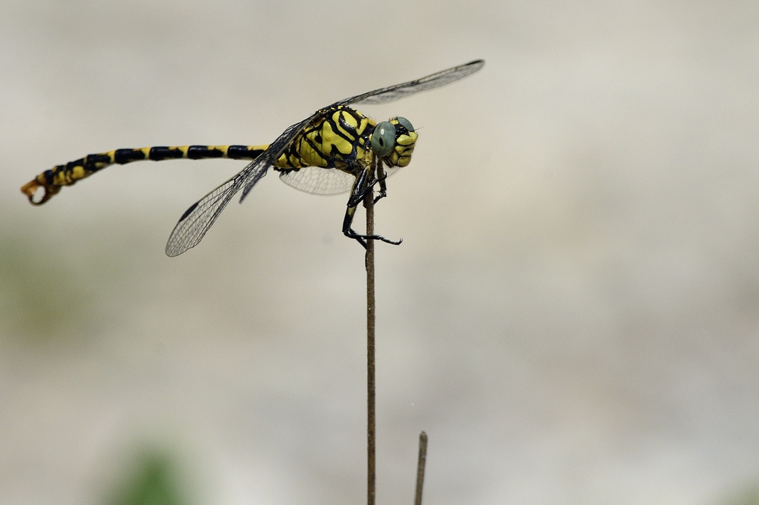 Onychogomphus forcipatus m.